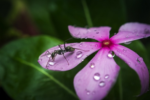 Black ant drinking water drop from a flower