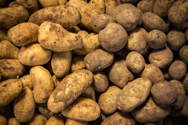 istock Large potato tubers on the counter 1160141056