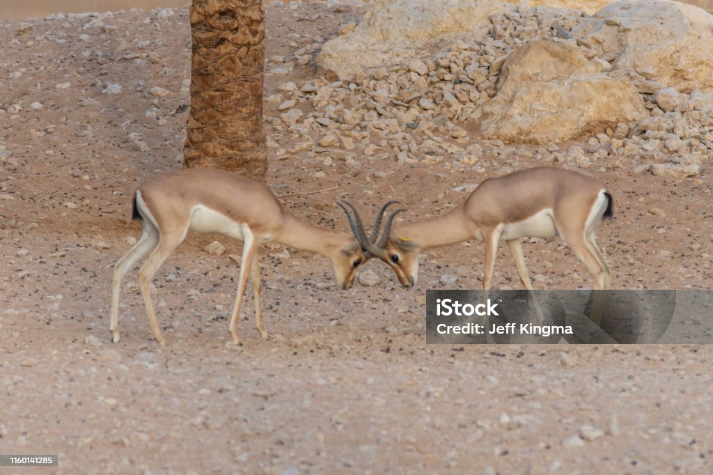 A pair of Arabian Sand Gazelles (Gazella marica) in the rocks of the United Arab Emirates (UAE) fighting and locking horn or antlers. Animal Wildlife Stock Photo