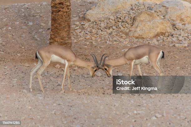 A Pair Of Arabian Sand Gazelles Fighting And Locking Horn Or Antlers Stock Photo - Download Image Now