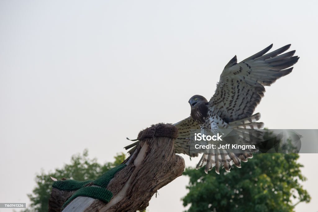 The short-toed snake eagle (Circaetus gallicus), also known as short-toed eagle flies in spreading its wings back lite. Accipitridae Stock Photo