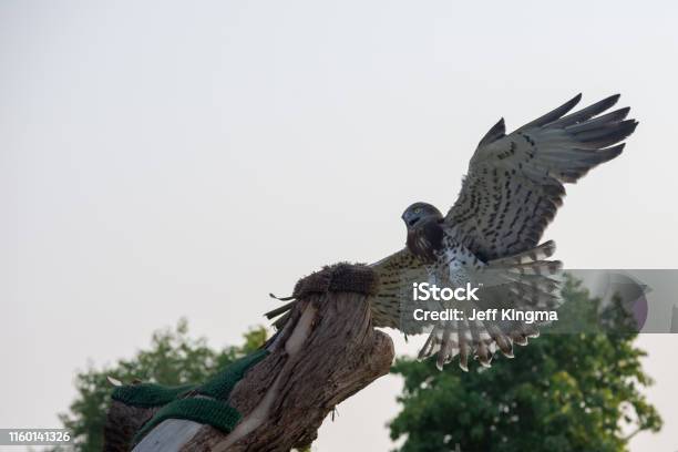 The Shorttoed Snake Eagle Also Known As Shorttoed Eagle Flies In Spreading Its Wings Back Lite Stock Photo - Download Image Now