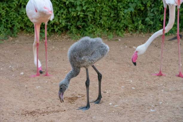 A young juvenile Greater Flamingo (Phoenicopterus roseus) stands practicing walking after being a newly hatched baby out of the egg .