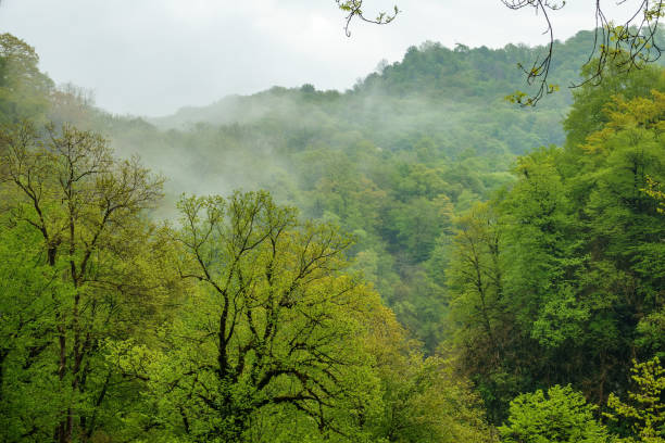 istock Thick green forest on a hillside in the morning fog. 1160142602