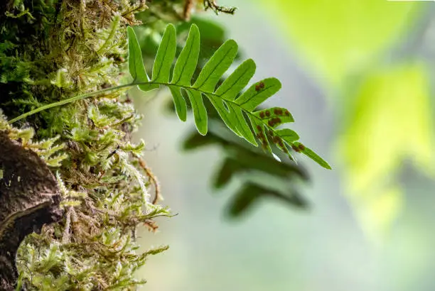 Common polypody fern Polypodium vulgare grows among thick moss. Polypodium vulgare, the common polypody, is a fern of the family Polypodiaceae.