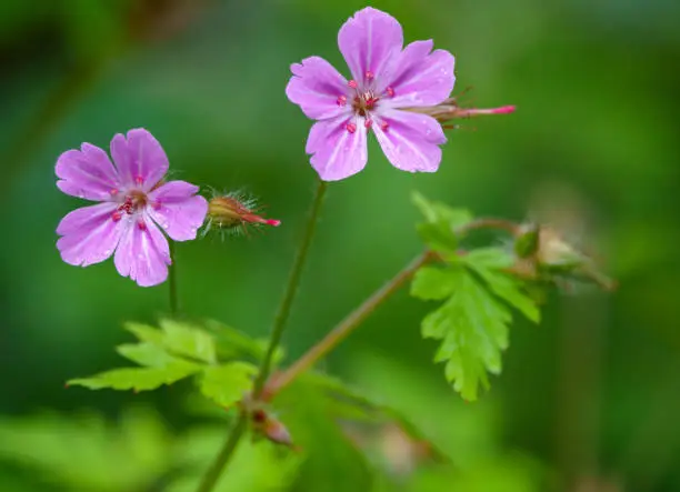 Beautiful purple wild forest flowers. Two flowers. Geranium robertianum, or herb-Robert, red robin, death come quickly, storksbill, stinking Bob, squinter-pip, crow's foot, Roberts geranium