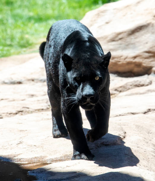 istock black panther also known as jaguar 1160143693