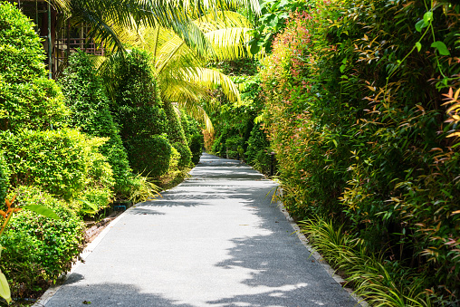 Tropical garden pathwey