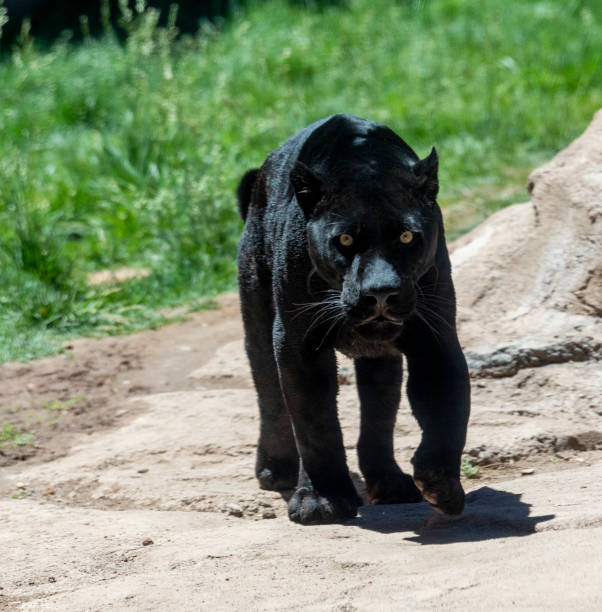 istock black panther also known as jaguar 1160143800