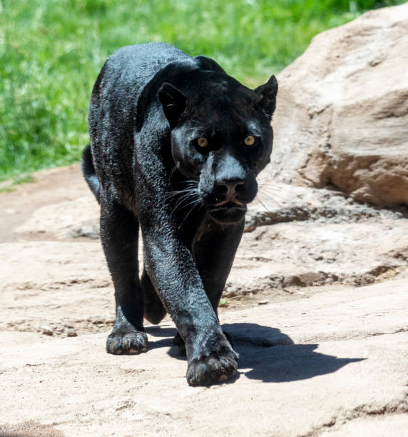 istock black panther also known as jaguar 1160144022