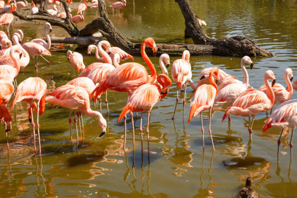 istock Group of pink flamingos 1160144037