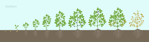 토양에서 뿌리와 콩 식물의 성장 단계. 콩 상 은 숙성 기간을 설정 합니다. 글리신 최대 수명 주기, 애니메이션 진행. - 생애주기 일러스트 stock illustrations