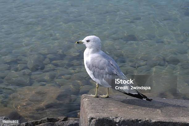 À Espera De Jantar Gaivota - Fotografias de stock e mais imagens de Ao Ar Livre - Ao Ar Livre, Bico, Branco