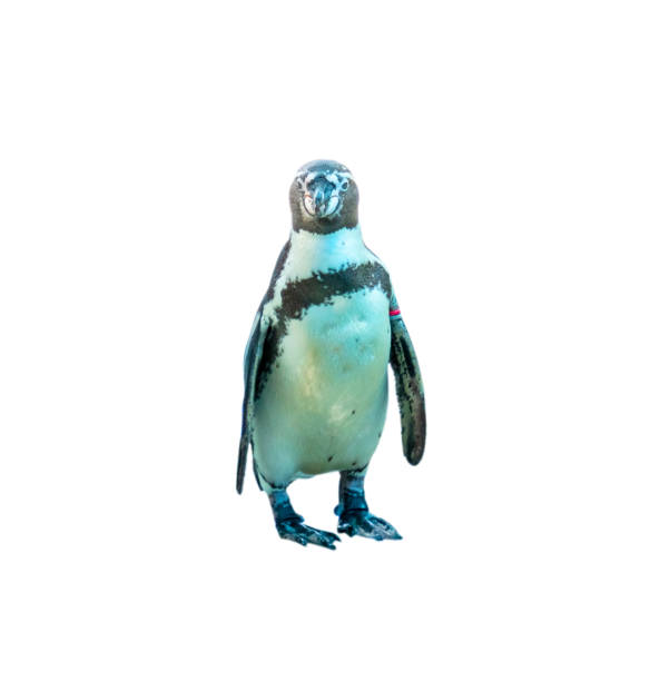 istock Humboldt Penguin isolated on white background with clipping path. 1160149232
