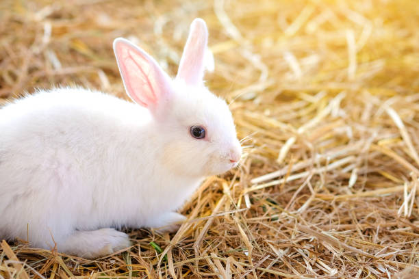istock White rabbit little on the grass or straw 1160149275