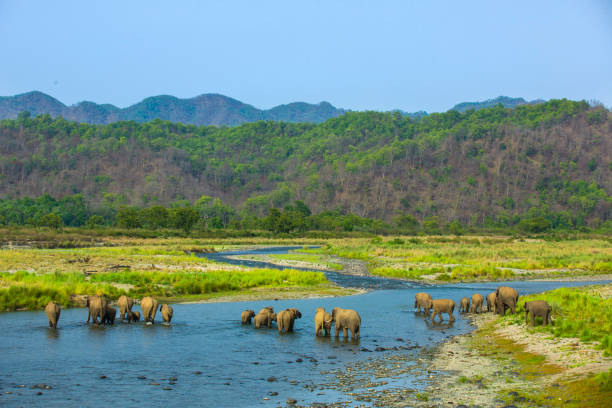 大象聽到 - jim corbett national park 個照片及圖片檔