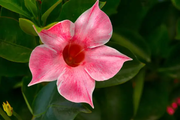 Desert-rose glowing in pink at the green plant in the background. Lovely macro image of this beautifully textured rose.