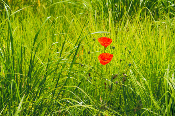 istock Two glowing red poppies between green grass meadow beautiful 1160154619