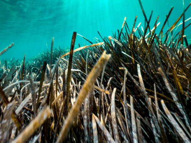 istock Saltwater Algae and Sea Weed at Adriatic Coastline 1160155490