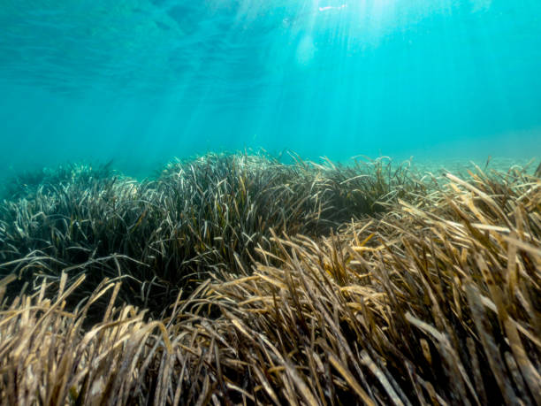 istock Saltwater Algae and Sea Weed at Adriatic Coastline 1160155544