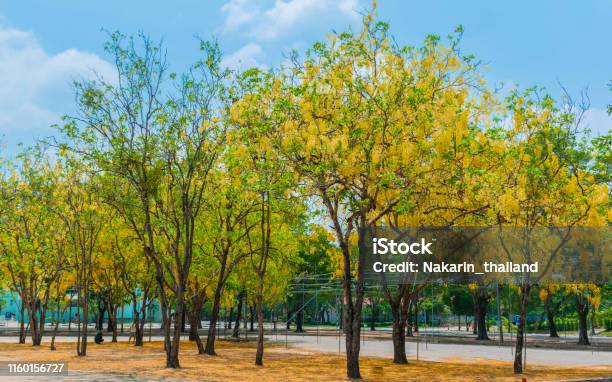 Bunga Ratchaprheuk Pohon Ratchaphruek Bunga Kuning Ditanam Bersama Banyak Pohon Foto Stok ...