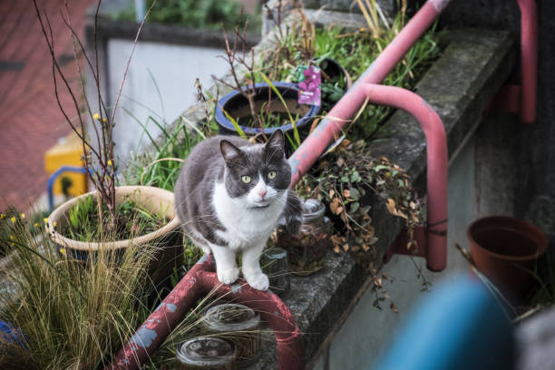 a black and white cat climbing around balconies of alexandra road estate in london - kitten cats animals and pets formal garden imagens e fotografias de stock