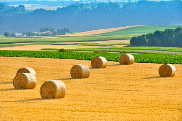Free picture: Haystack rolls on hay field after harvest in summer season