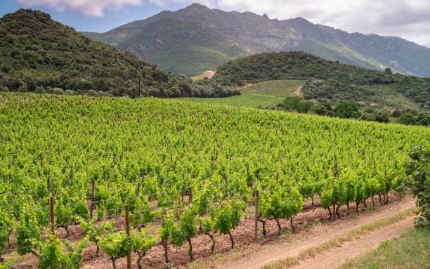 istock Vineyards of Patrimonio 1160158608