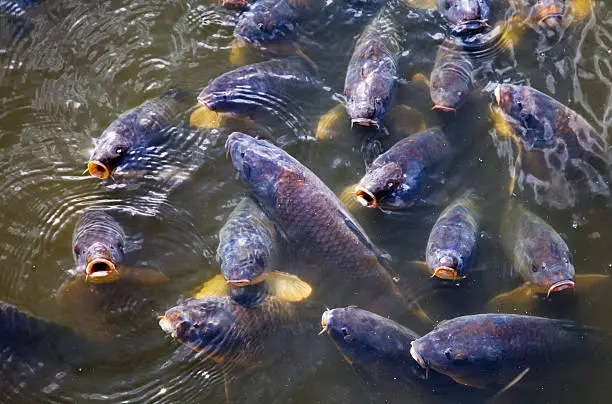 Group of big carps trying to get food
