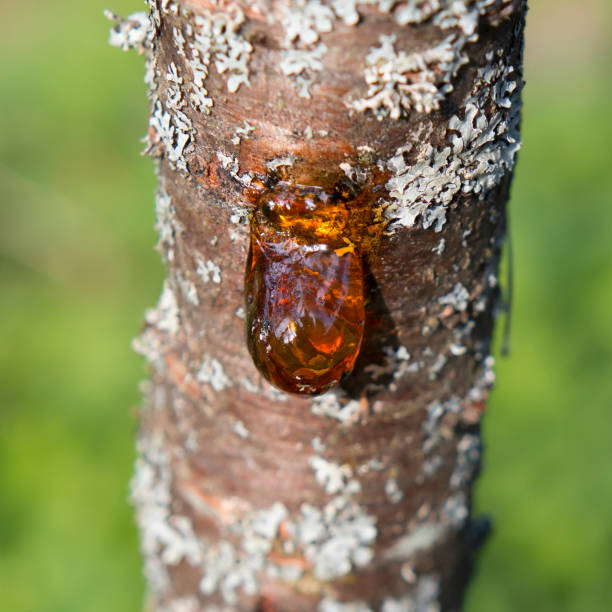 istock Resin effluent, drop of amber tree resin on plum tree with gray moss. 1160165252
