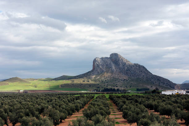 vista pastoral na andaluzia, espanha - andalusia landscape spanish culture olive tree - fotografias e filmes do acervo