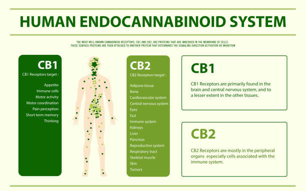 Human cannabinoid system horizontal infographic Human cannabinoid system horizontal infographic, healthcare and medical illustration about cannabis neuron schema stock illustrations