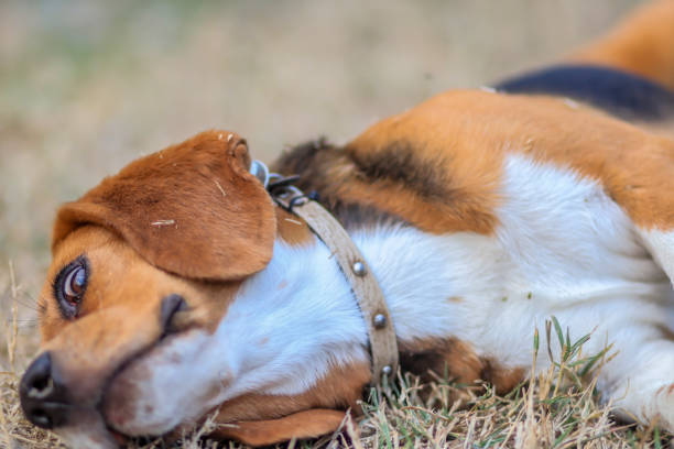 istock An adorable beagle dog lying down outdoor in the grass field. 1160167430