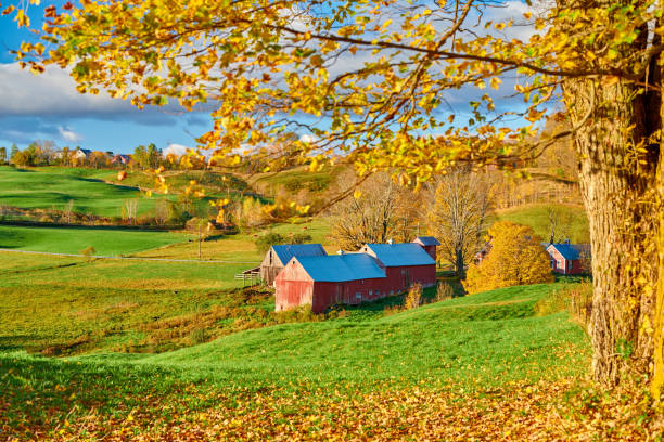 jenne farm ze stodołą w słoneczny jesienny poranek - jenne farm zdjęcia i obrazy z banku zdjęć