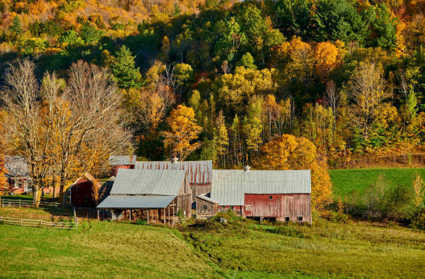 jenne farm ze stodołą w słoneczny jesienny dzień - jenne farm zdjęcia i obrazy z banku zdjęć