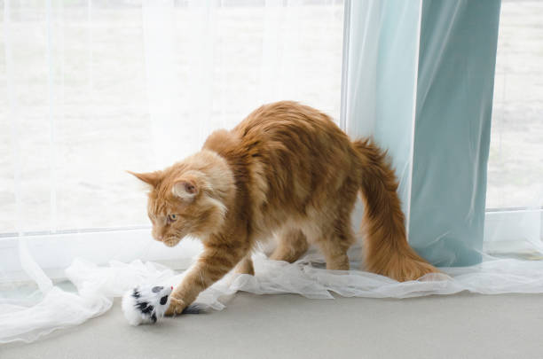 istock Young large red marble Maine coon cat playing with a toy 1160168463