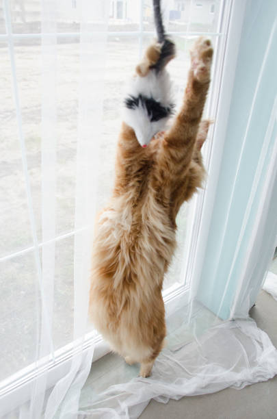 istock Young large red marble Maine coon cat playing with a toy 1160168470