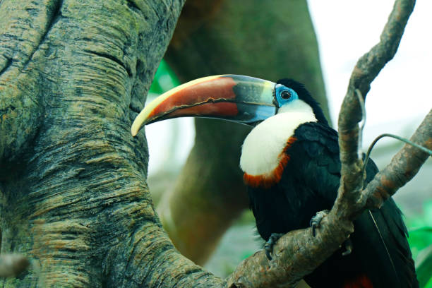 istock toucan bird similar to horn bill bird 1160171786