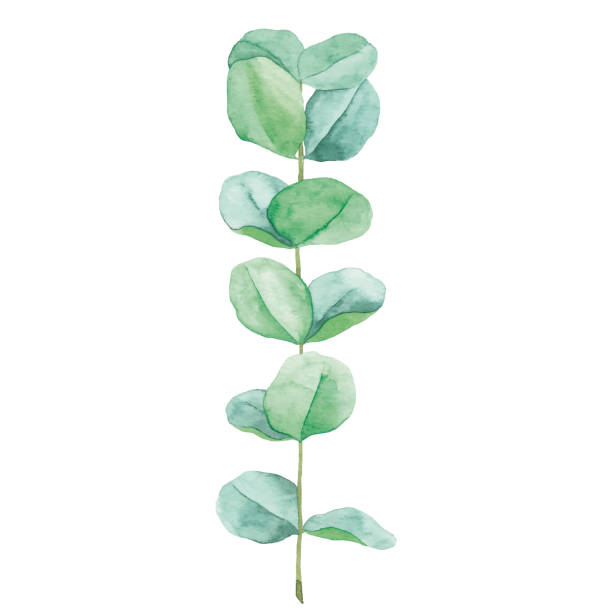 акварель эвкалипта - eucalyptus eucalyptus tree leaf tree stock illustrations