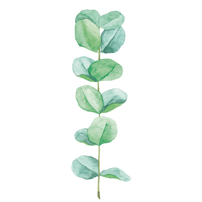 Vector illustration of eucalyptus.