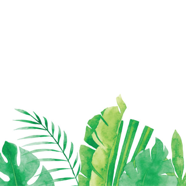 ilustrações, clipart, desenhos animados e ícones de fundo tropical das plantas da aguarela - tropical climate white background palm tree leaf