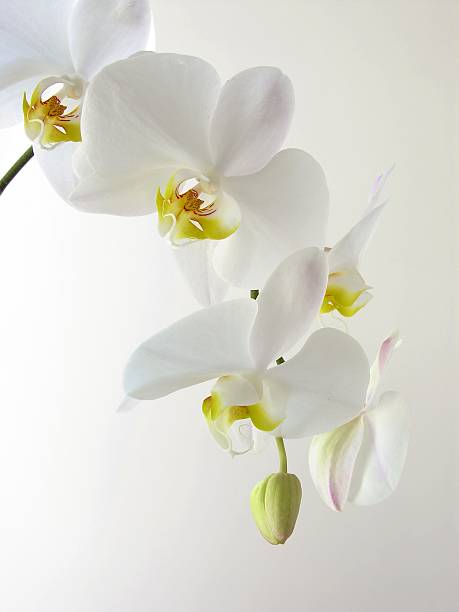 istock bunch of white orchid 116017277