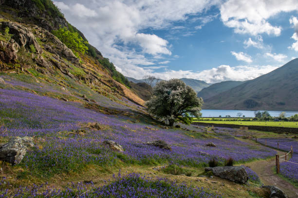 Looking down to Crummock Water The carpet of  bluebells at Rannerdale grow in open hillside, with most of the valley turning blue when they are in bloom campanula nobody green the natural world stock pictures, royalty-free photos & images