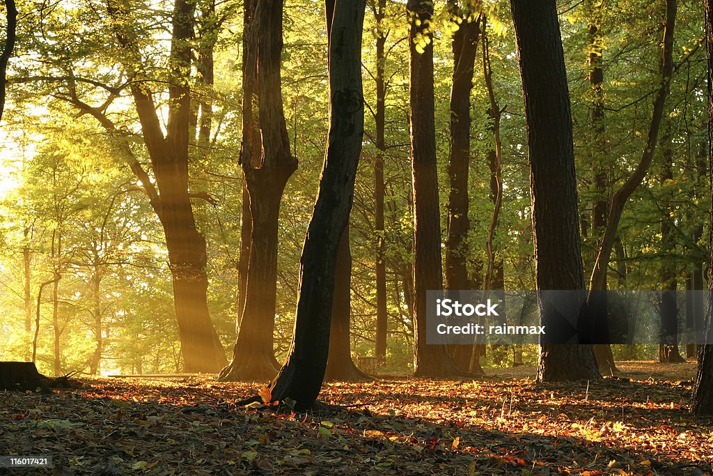 Outono - Foto de stock de Amarelo royalty-free