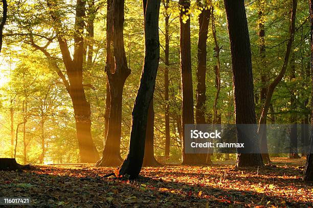 Foto de Outono e mais fotos de stock de Amarelo - Amarelo, Beleza natural - Natureza, Bosque - Floresta