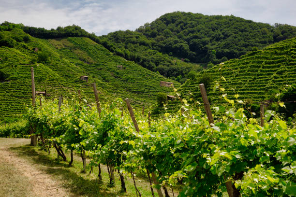 istock Path to vineyards under hills in the Valdobbiadene area 1160175127