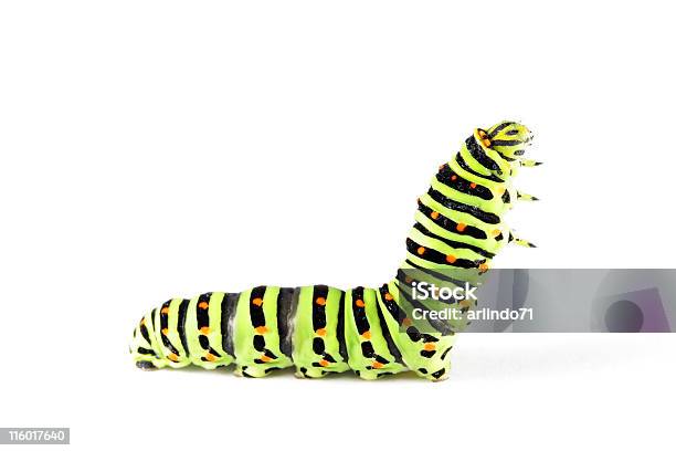 Swallow Tail Butterfly Caterpillar 02 Stock Photo - Download Image Now - Caterpillar, Cut Out, White Background