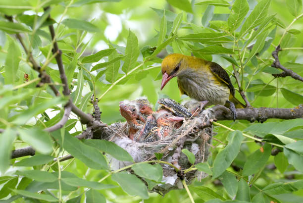 istock Parental concerns of the Oriole pair 1160177721