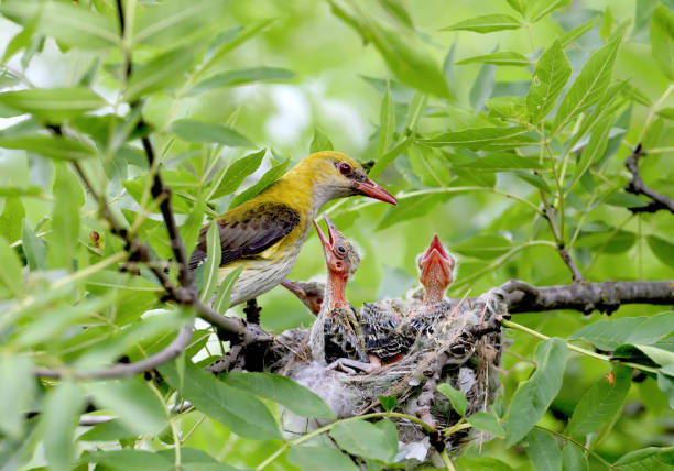 istock Parental concerns of the Oriole pair 1160177882