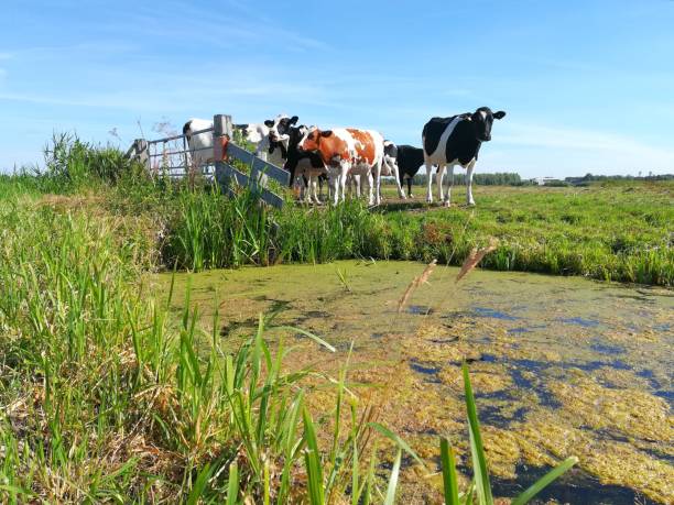 istock Dutch cows and a fence 1160178196